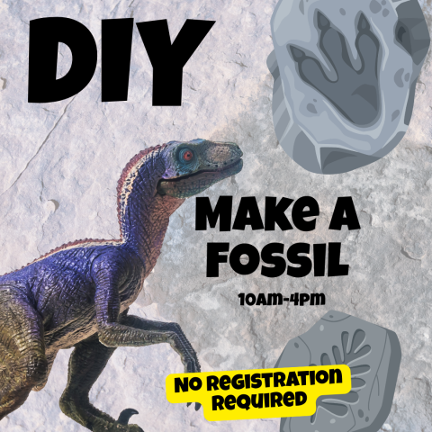 DIY Fossil Making 